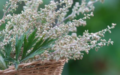 Beifuss – Artemisia vulgaris
